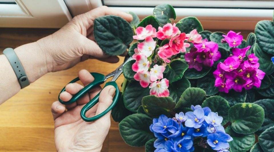 Pruning African violet