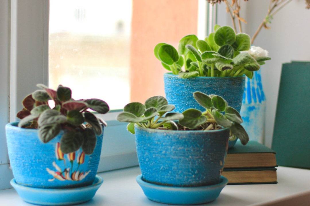 African violet in bright light