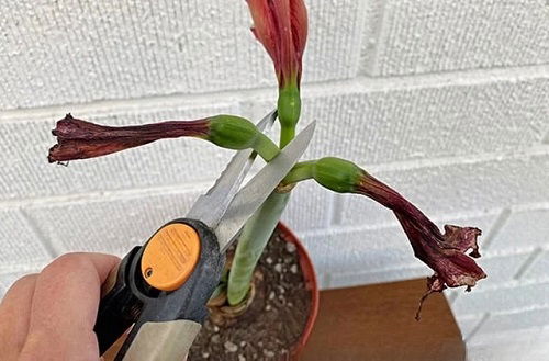 Pruning and Deadheading amaryllis flowers
