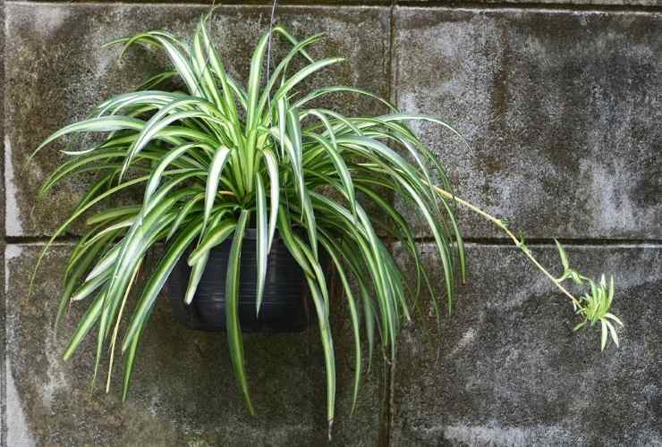 Plante araignée