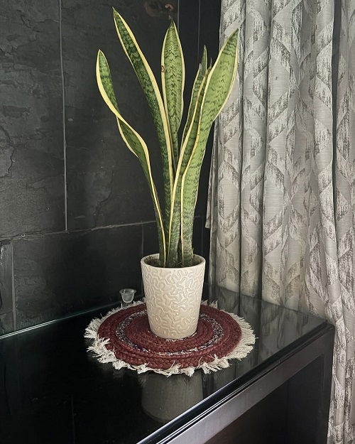 Healthy snake plant