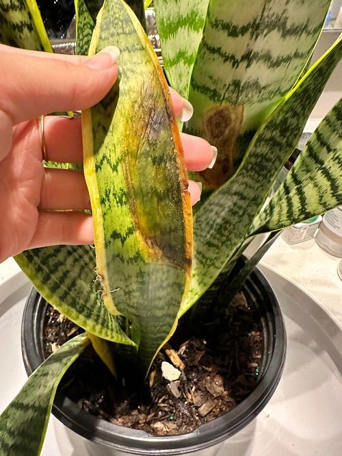 Fungal issues in plant