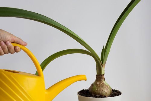 Watering amaryllis bulbs