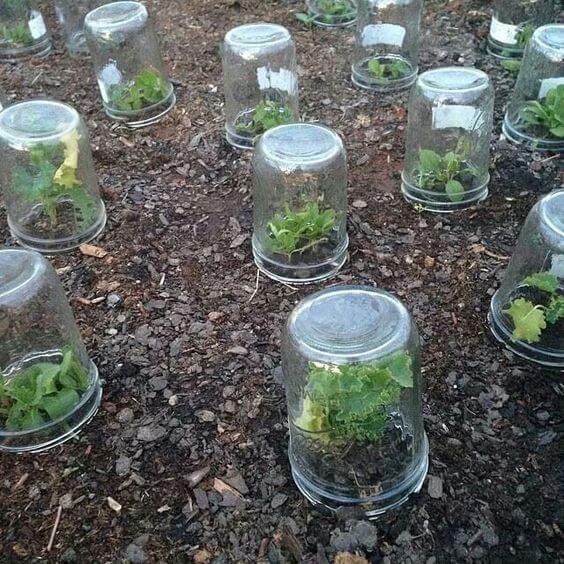Temporary vegetable protection with mason jars