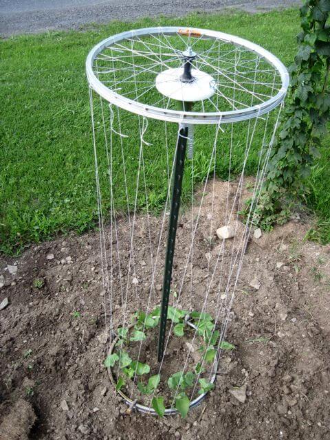 Bicycle wheel garden trellis