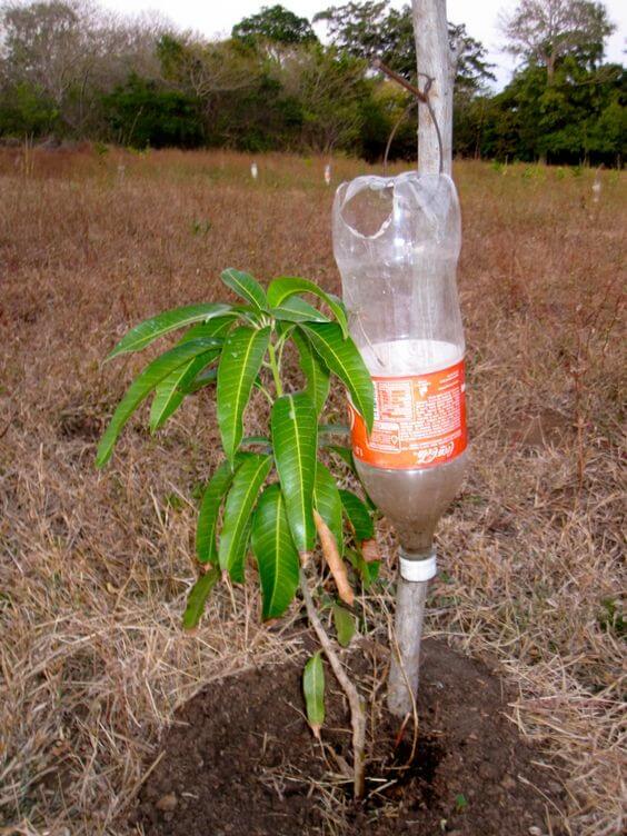 Gravity-fed drip irrigation using plastic bottles