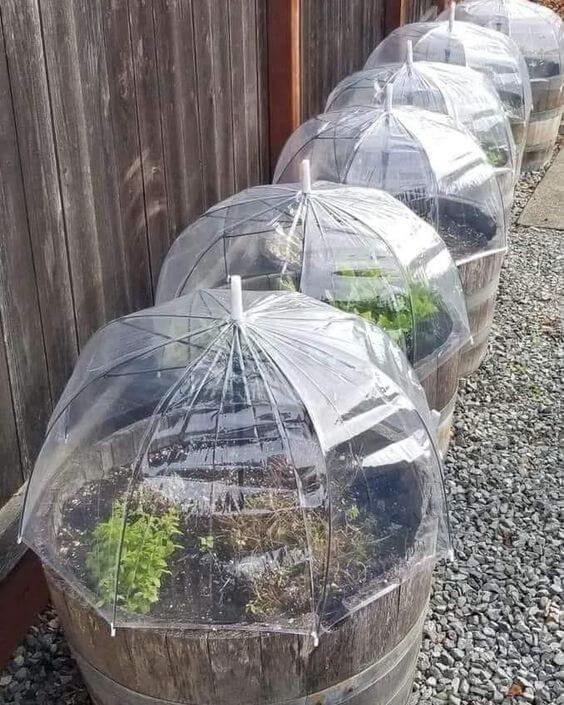 Mini greenhouses for seed starting