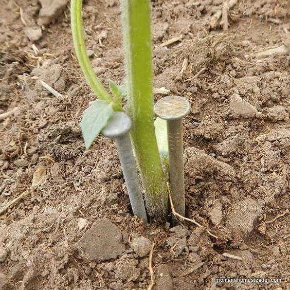 Cutworm protection around young plant stems