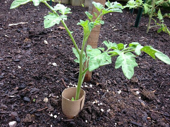 Cardboard tube barrier for young plants