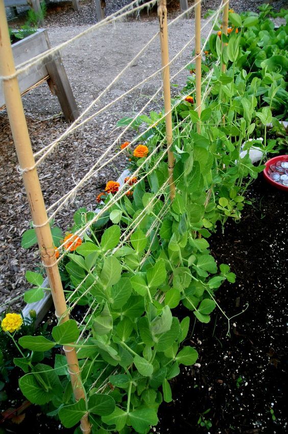Simple pea trellis made from branches