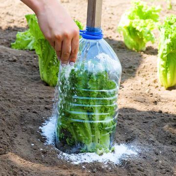 Lettuce protected with cloches