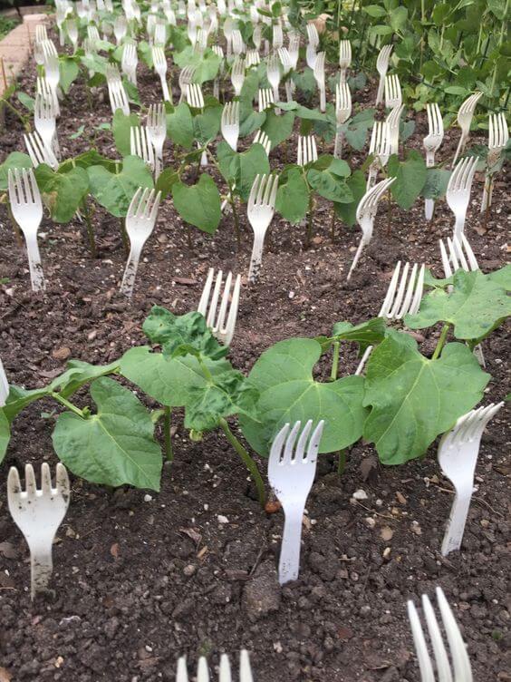 Protecting green bean seedlings with plastic forks