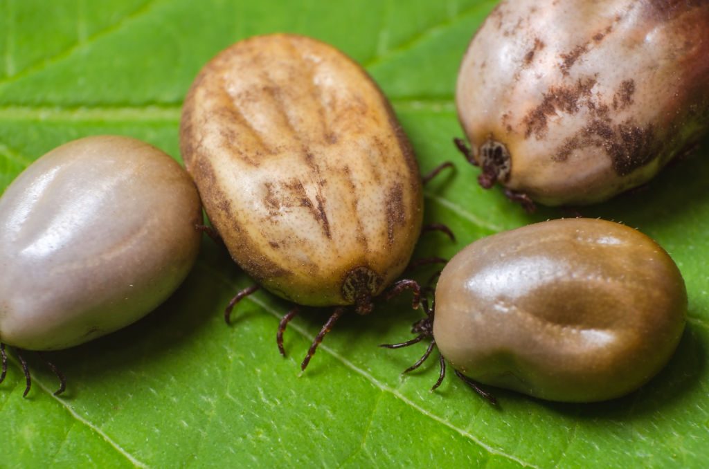 Removing a tick with fine tweezers