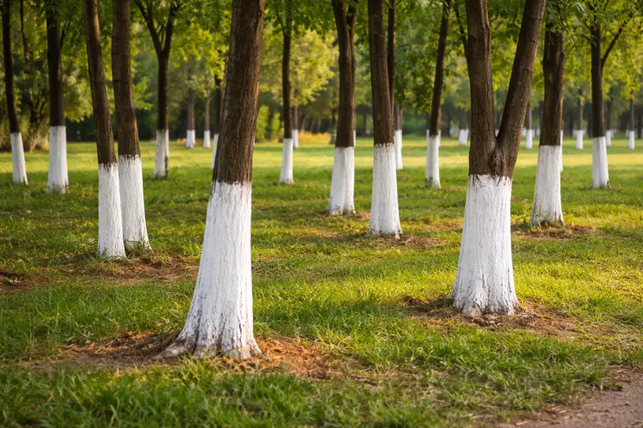 Tree trunk painted white