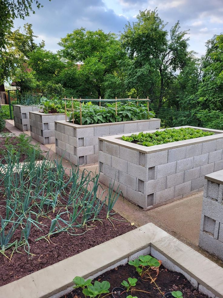 Several concrete block raised beds filled with vegetables