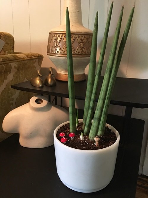 Cylinder Snake Plant variety