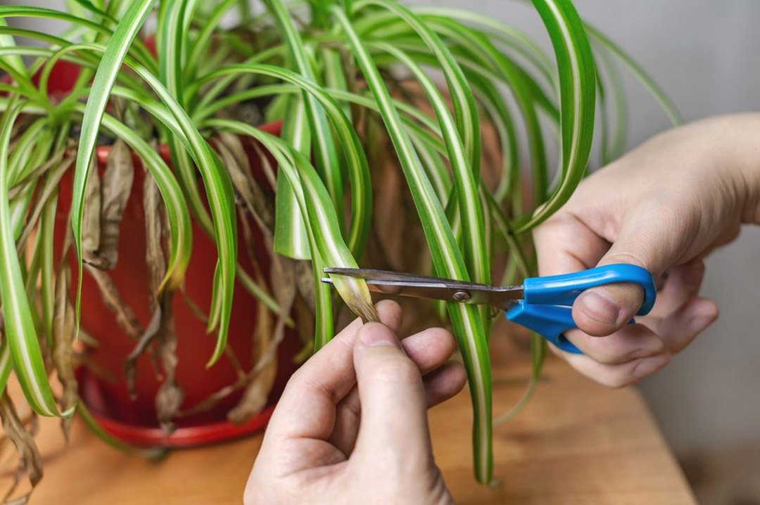 Green spider plant leaves with white stripes