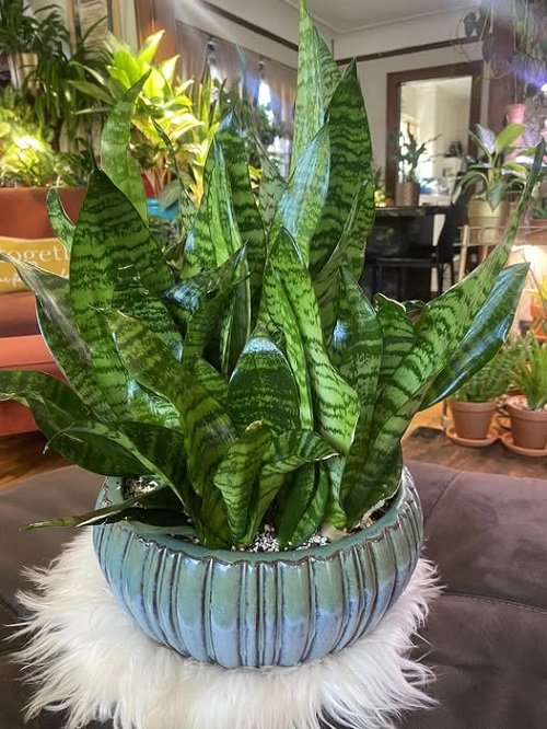 Healthy snake plant indoors