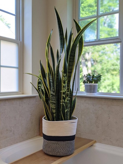 Different varieties of Snake Plant
