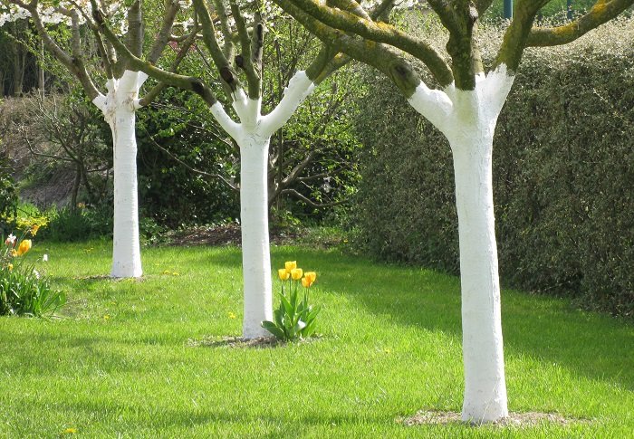 Orchard with whitewashed trunks