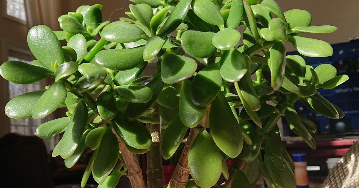 Jade plant symbolizing wealth and prosperity