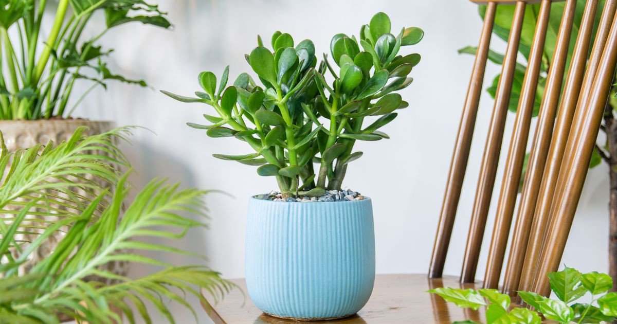 Jade plant well placed in a room to attract luck