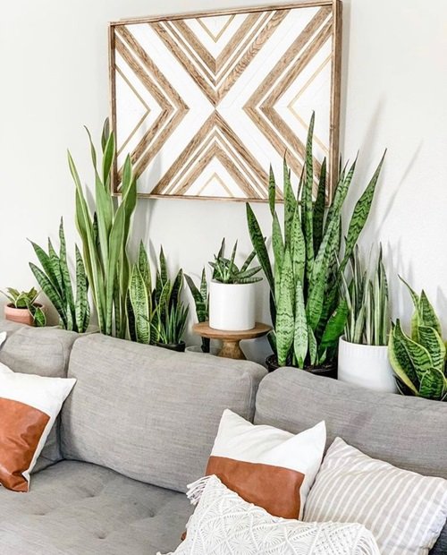 Snake Plant indoors