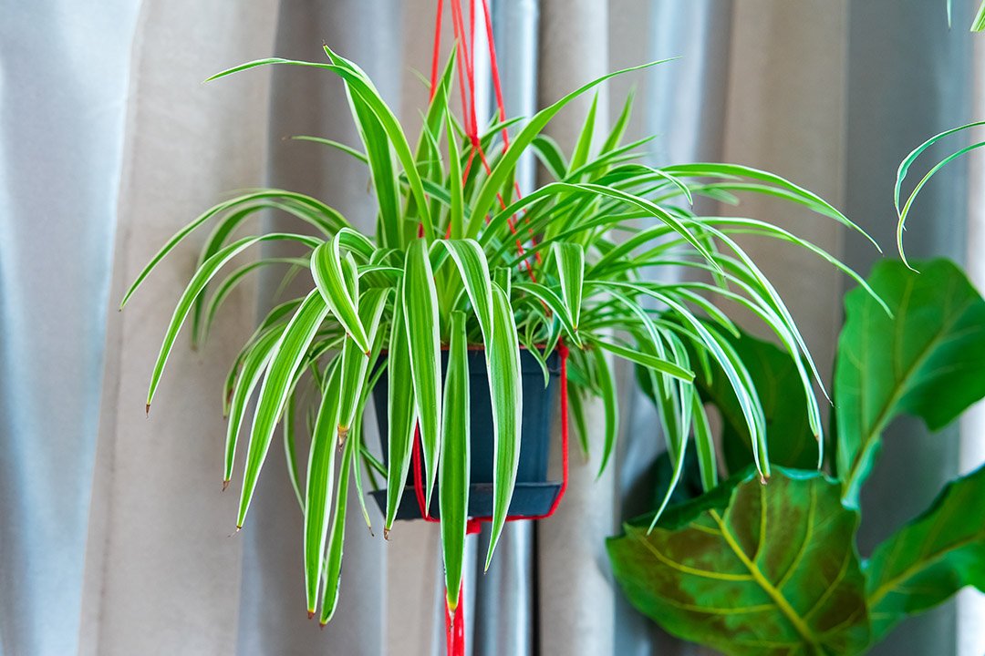 Spider plant hanging in a white pot