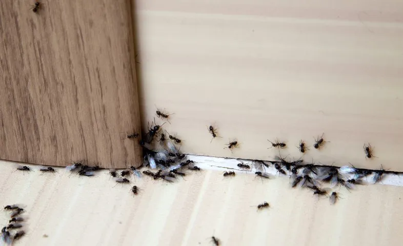 Ants on a countertop