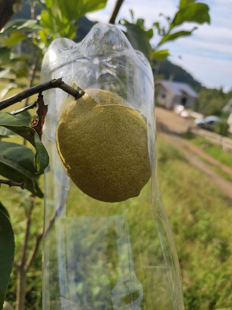 Plastic bottle fruit picker