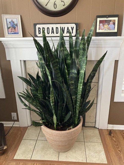 Bushier snake plant
