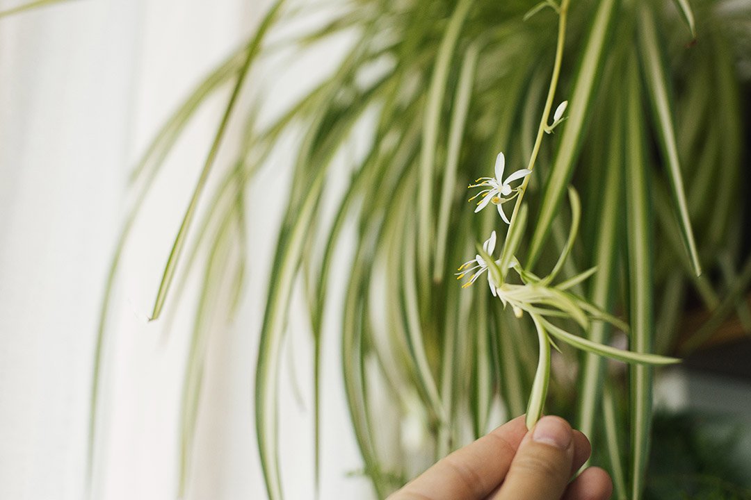 Delicate white flowers of a spider plant