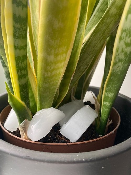 Watering snake plant with ice cubes