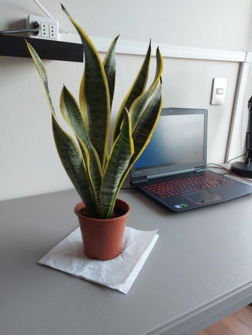 Snake Plant variety