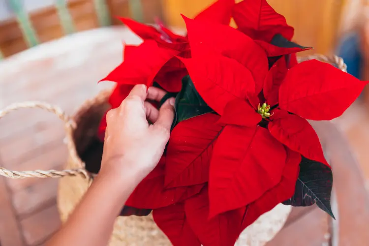 Soft leaves on poinsettia