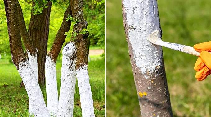 Protection of tree trunks against temperature variations