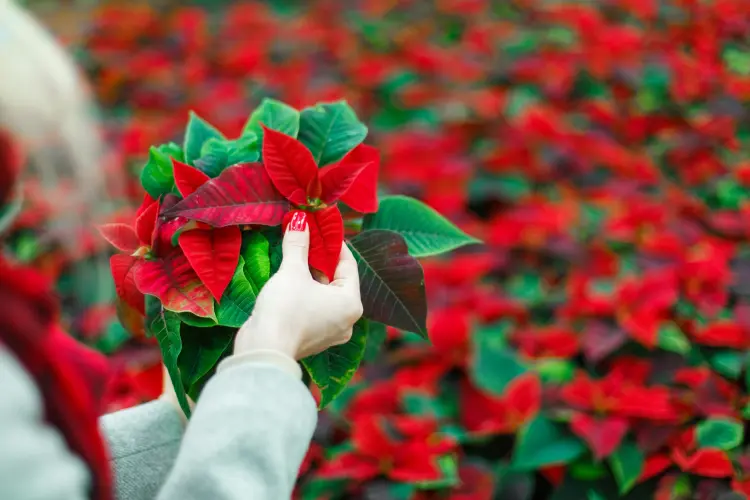 Poinsettia indoors