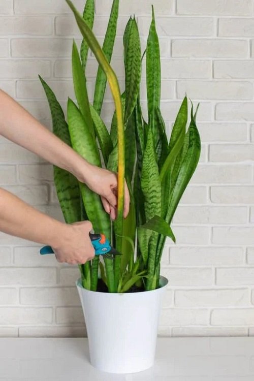 Pruning snake plant leaves