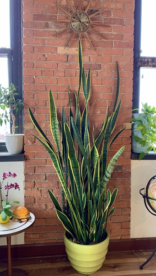 Healthy full Snake Plant