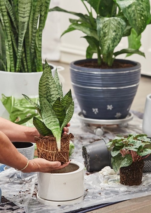 Repotting Snake Plant