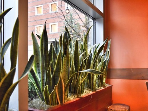 Snake Plants used for room privacy