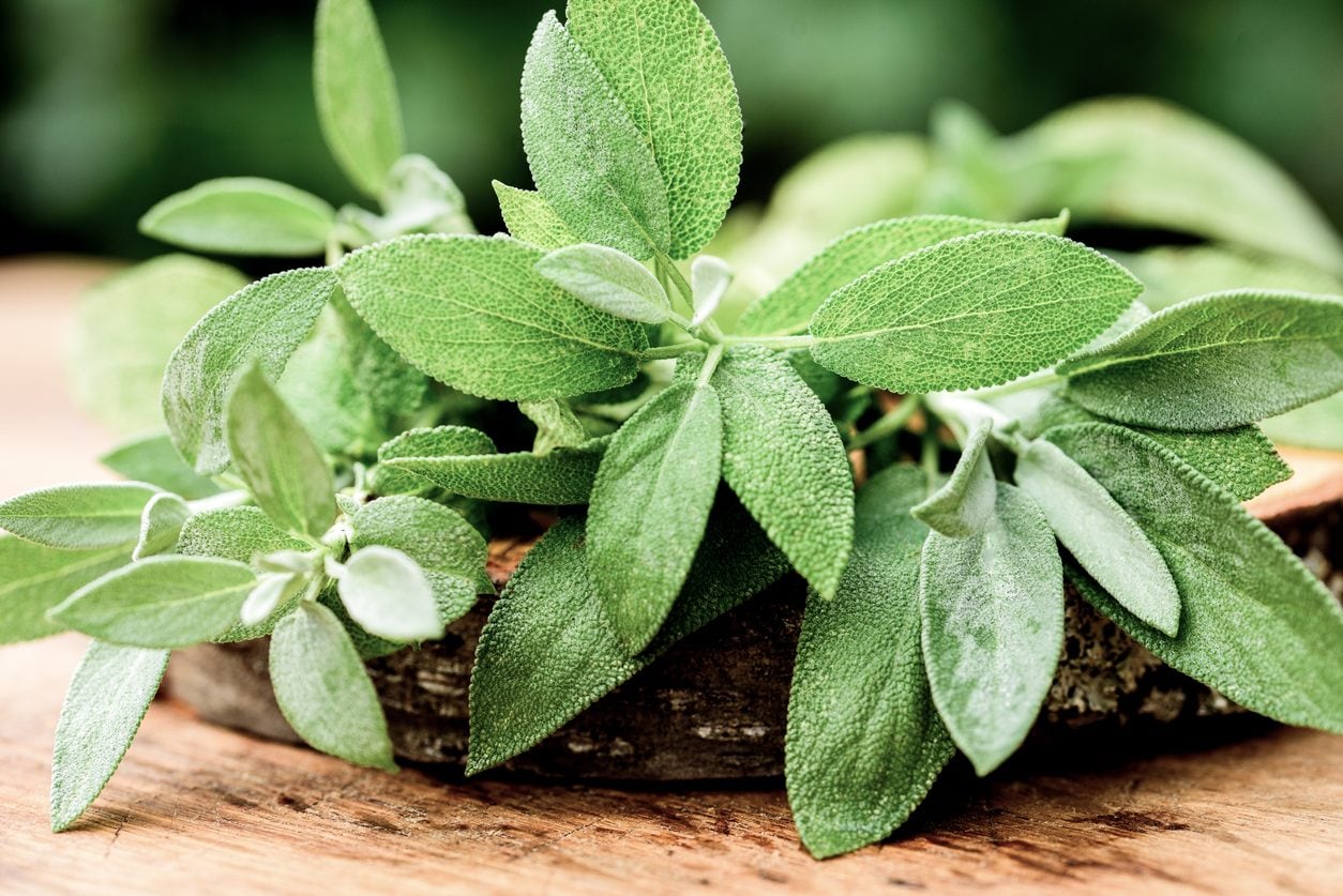 Sage leaves