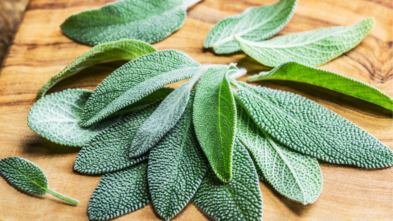 Sage branches