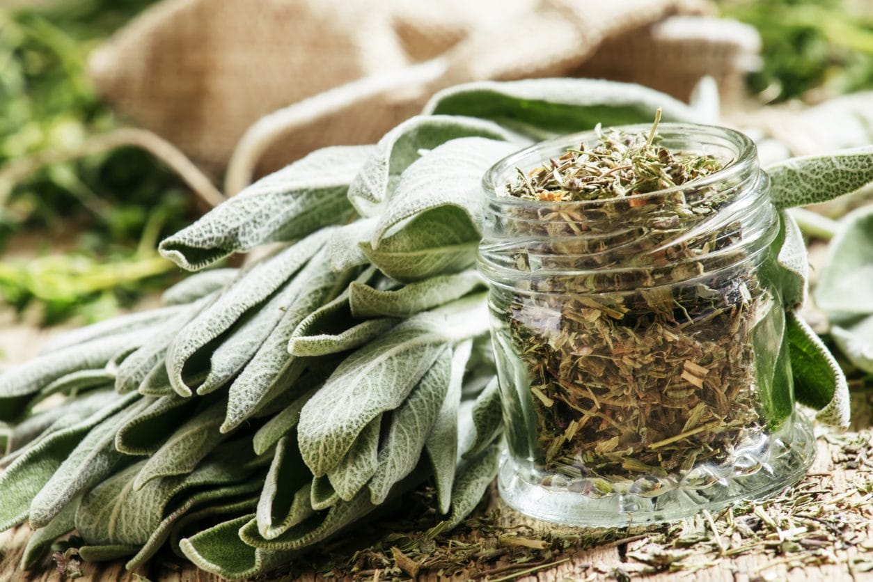 Sage leaves on light background