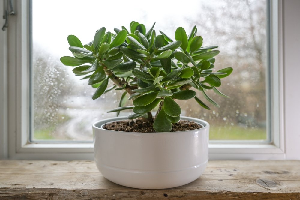 Thick leaves of the jade plant resembling coins