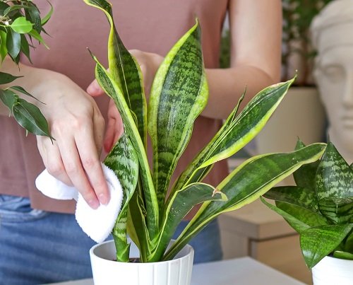 Snake plant displayed indoors