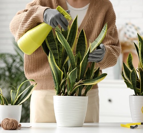 Healthy vibrant snake plant leaves