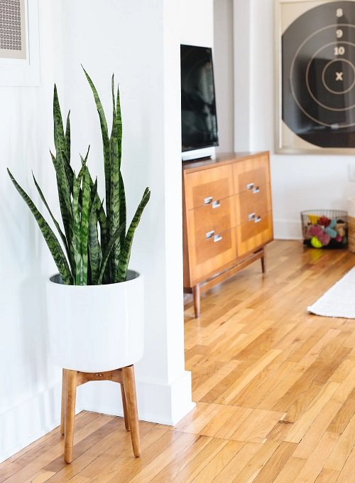 Snake Plant symbolism