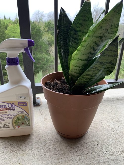 Fertilizer for snake plant