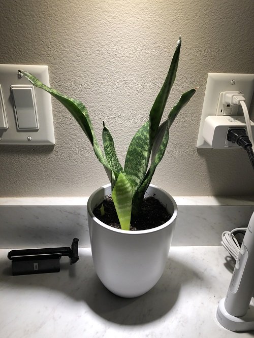 Snake plant under grow light